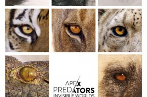 捕食者的隐秘世界,捕食者的隐秘世界揭秘