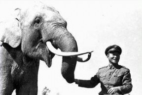 大象林旺之一炮成名,一炮成名，谱写动物界的传奇篇章