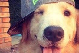 犬预警谁才是主人(我靠听懂狗说话当场打脸黑粉),我如何靠听懂狗话识破黑粉，成为宠物界网红